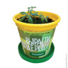 Набор для выращивания растений ВЫРАСТИ ДЕРЕВО! "Розмарин" (банка, грунт, семена), zk-036