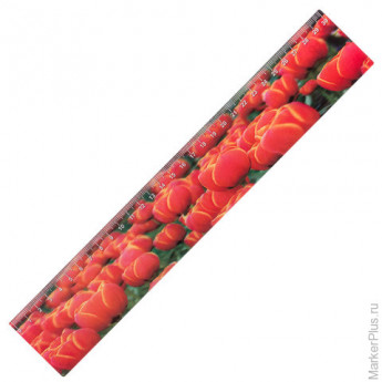 Линейка 30 см, BRAUBERG, 3D объемная, "Красные тюльпаны", 210590