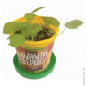 Набор для выращивания растений ВЫРАСТИ ДЕРЕВО! 'Сумасшедшая роза' (банка, грунт, семена), zk-047